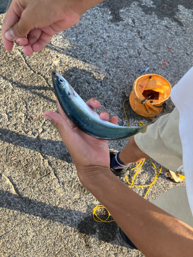 ムロアジの釣果