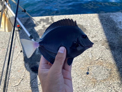 ニザダイの釣果