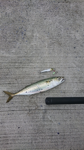 サバの釣果