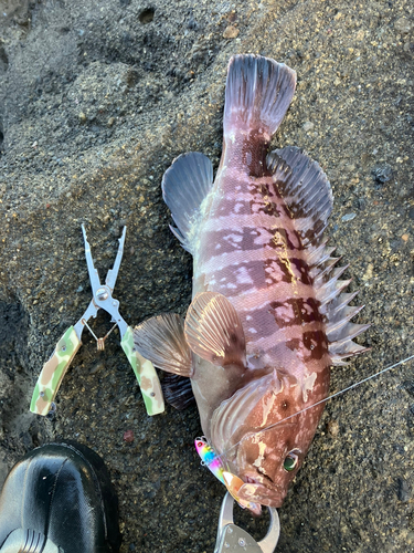 マハタの釣果