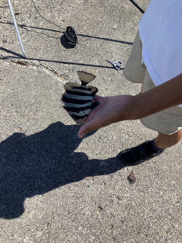 イシダイの釣果