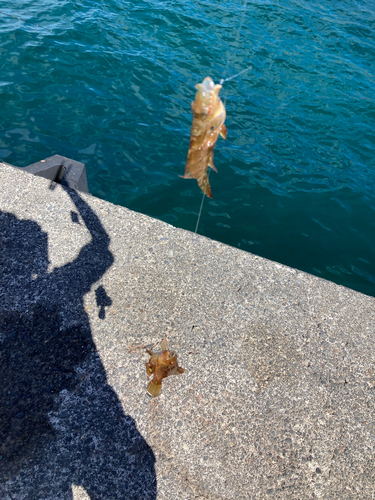 オハグロベラの釣果