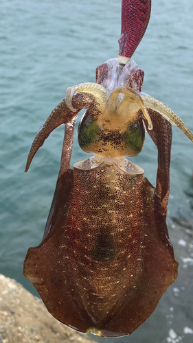 アオリイカの釣果