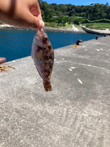 ブダイの釣果