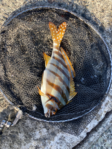 タカノハダイの釣果