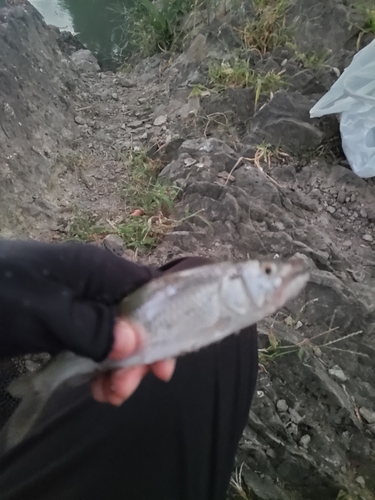 ハスの釣果