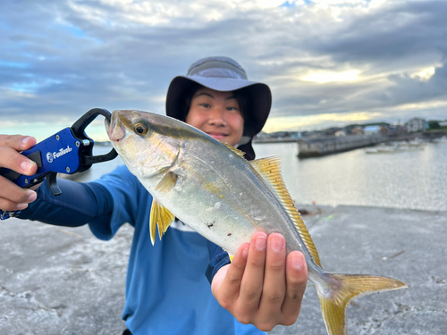 ショゴの釣果