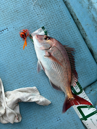 タイの釣果