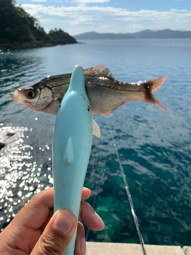 ウミタナゴの釣果