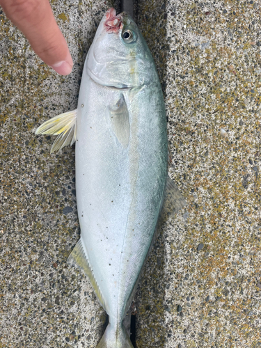 ワカシの釣果