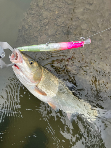 ウグイの釣果