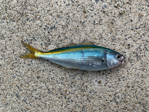 タカベの釣果