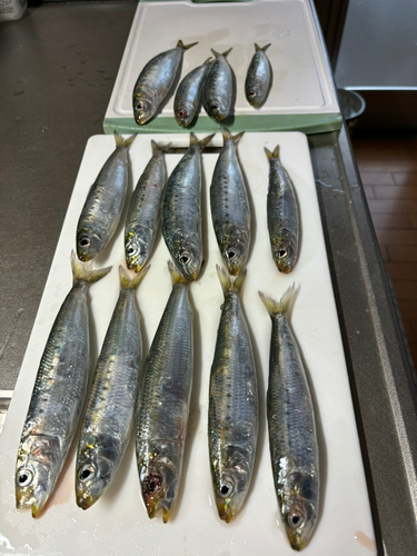 マアジの釣果