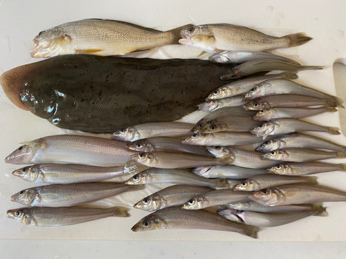 シロギスの釣果