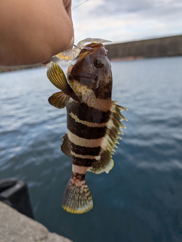 アオハタの釣果