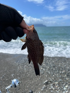 オオモンハタの釣果