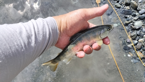 アマゴの釣果