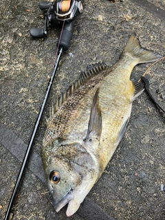 クロダイの釣果