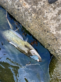 ナマズの釣果