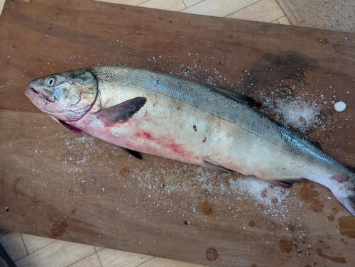 サケの釣果