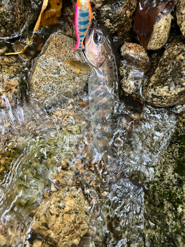 ヤマメの釣果