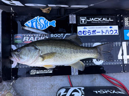 ブラックバスの釣果