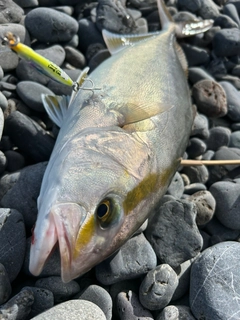 カンパチの釣果