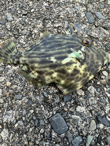 カワハギの釣果