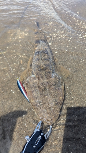 マゴチの釣果