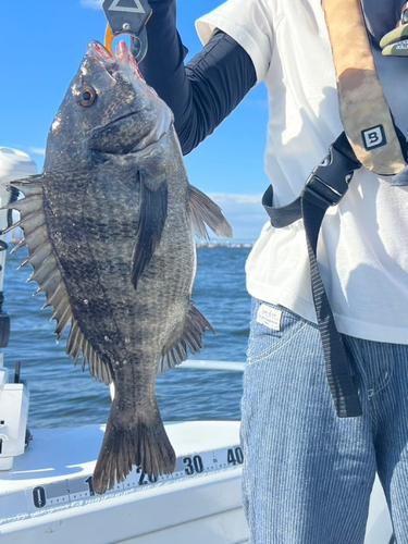 チヌの釣果