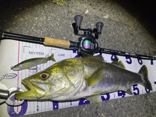 シーバスの釣果