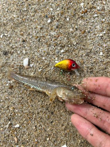 マハゼの釣果