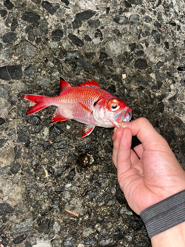 アカマツカサの釣果