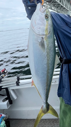 ハマチの釣果