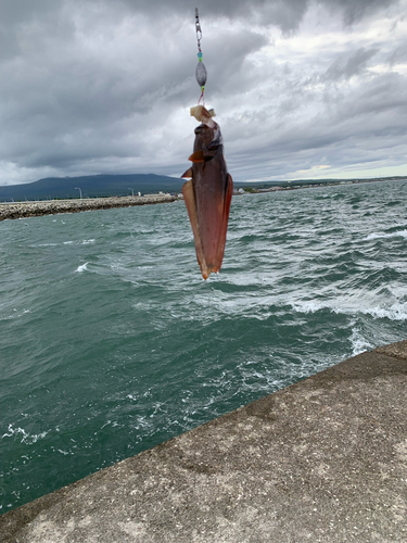 ドンコの釣果