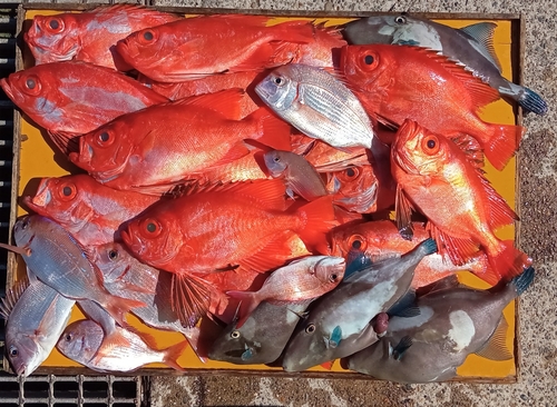 チカメキントキの釣果