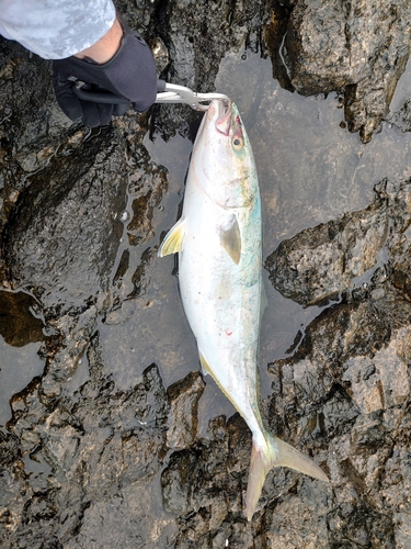 イナダの釣果