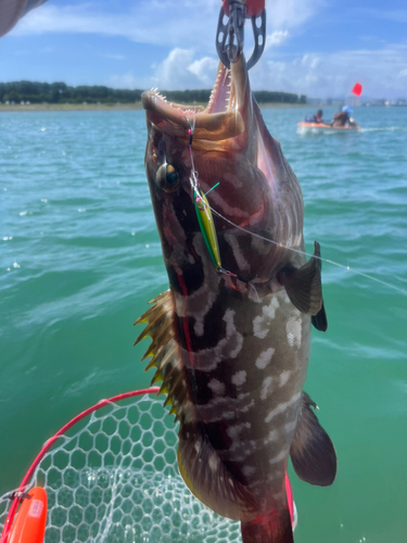 クエの釣果