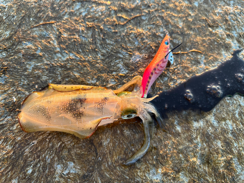 アオリイカの釣果