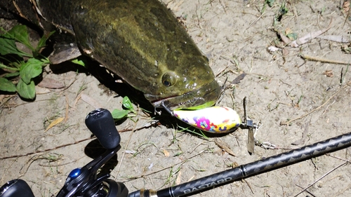 カムルチーの釣果