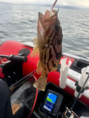 ホウキハタの釣果