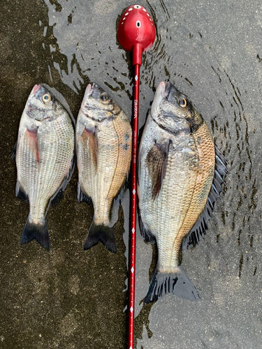 クロダイの釣果