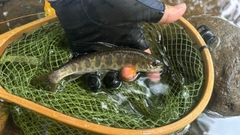 カワサバの釣果