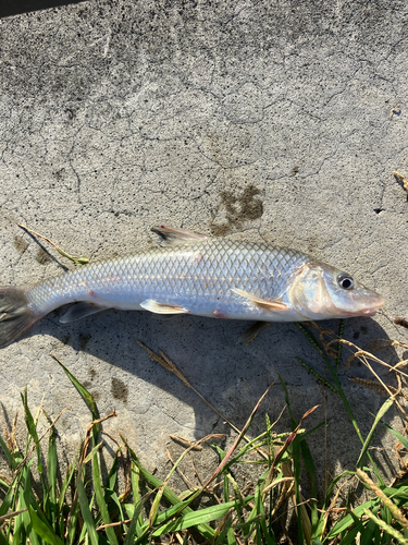 ニゴイの釣果