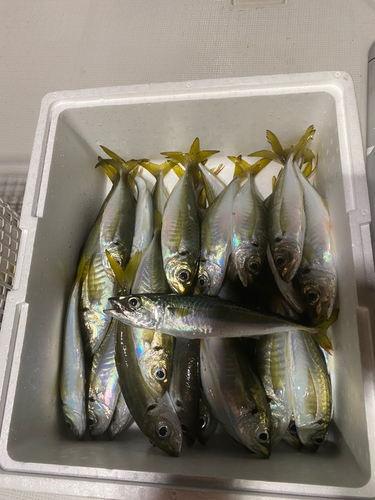 アジの釣果