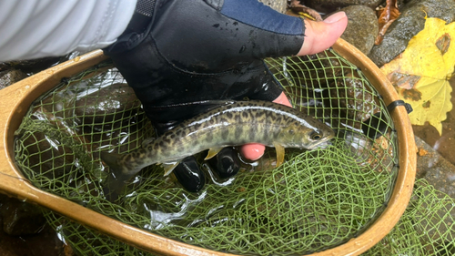 カワサバの釣果