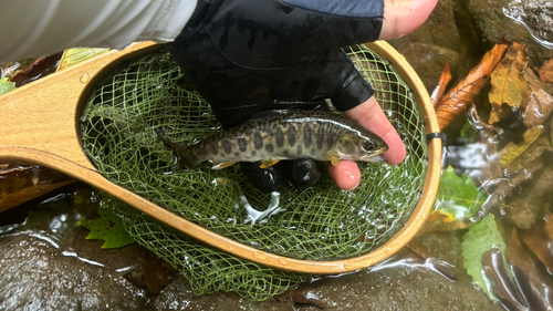 カワサバの釣果