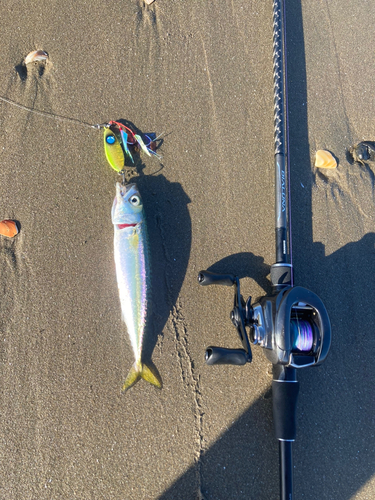 サバの釣果