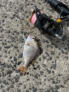 タイの釣果