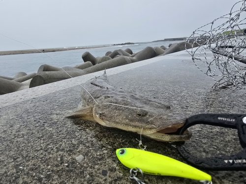 マゴチの釣果